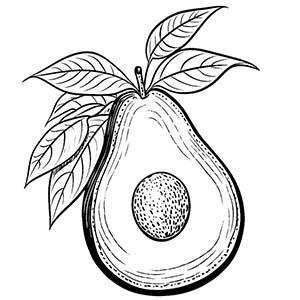 Avocado